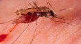 /album/paludismo/la-malaria-aumentara-en-sudafrica-debido-al-calentamiento-global-jpg/